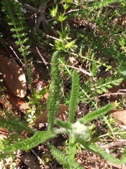 Achillea millefolium