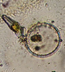 Coscinodiscophycidae
