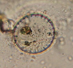 Coscinodiscophycidae