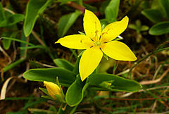 Lysimachia azorica