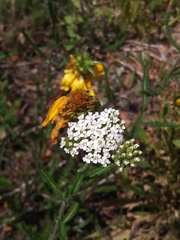 Achillea millefolium