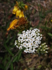 Achillea millefolium