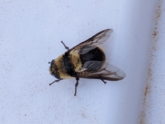 Oestrinae