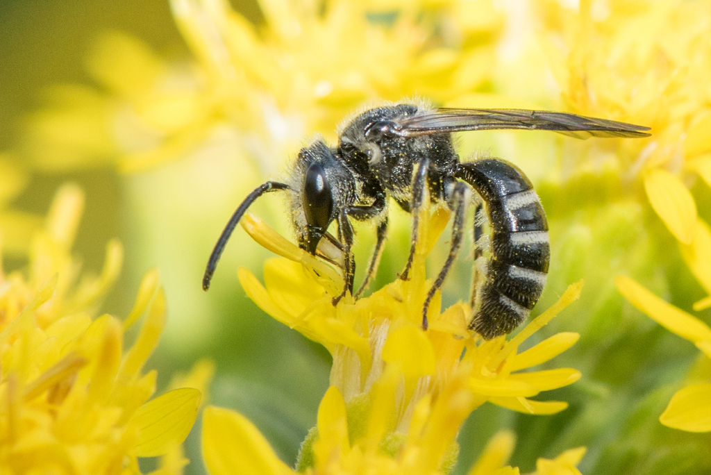 Leathery Sweat Bee