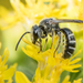 Leathery Sweat Bee - Photo (c) Heather Holm, some rights reserved (CC BY-NC), uploaded by Heather Holm