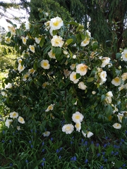Carpenteria