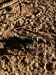 Pandipalpus viatoris