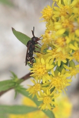 Nomada vicina
