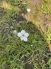 Magnoliopsida