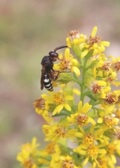 Nomada vicina