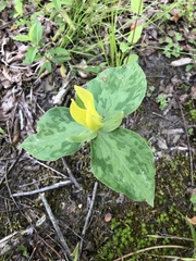 Trillium luteum
