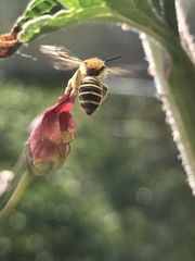 Euandrena