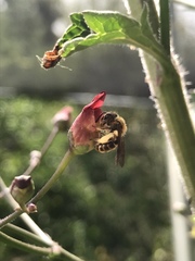 Euandrena