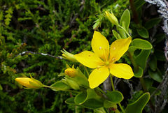 Lysimachia azorica