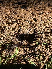 Pandipalpus viatoris