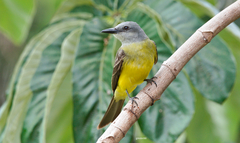 Tyrannus melancholicus