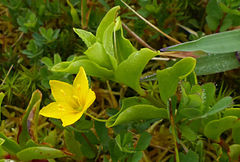 Lysimachia azorica