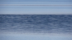 Phocoena phocoena vomerina