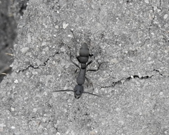 Platythyrea lamellosa