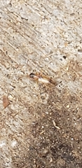Insecta