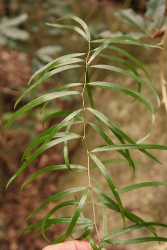 Asparagus falcatus image