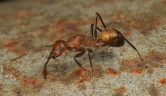 Camponotus nicobarensis