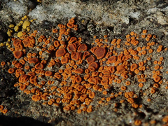 Rufoplaca arenaria
