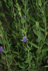 Asystasia atriplicifolia
