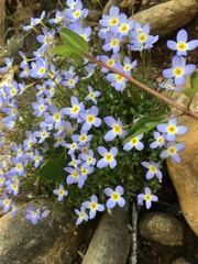 Houstonia caerulea