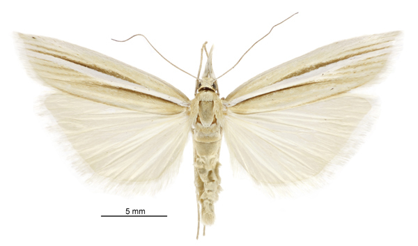 Orocrambus simplex