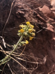 Oreocarya confertiflora
