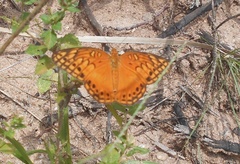 Euptoieta hegesia
