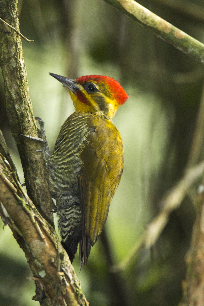 White-browed Woodpecker photo