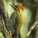 White-browed Woodpecker - Photo (c) Gustavo Lazarini Forreque, some rights reserved (CC BY)