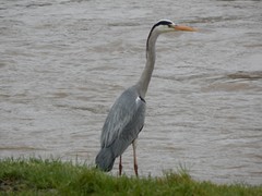 Ardea cinerea