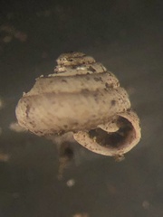 Strobilops