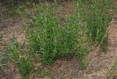 Asystasia atriplicifolia