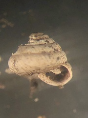 Strobilops