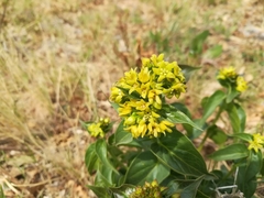 Vincetoxicum hirundinaria