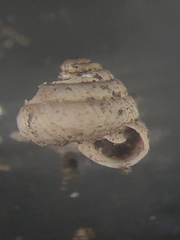 Strobilops