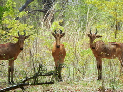 Alcelaphus buselaphus lichtensteinii