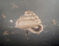Strobilops