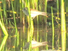 Acrocephalus gracilirostris gracilirostris