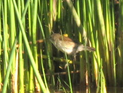 Acrocephalus gracilirostris gracilirostris