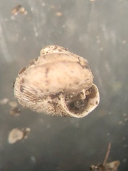 Strobilops