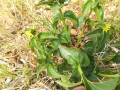 Vincetoxicum hirundinaria
