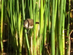 Acrocephalus gracilirostris gracilirostris