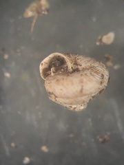 Strobilops