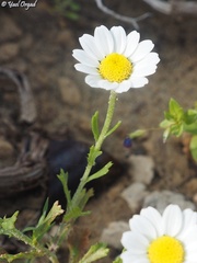 Anthemis leucanthemifolia