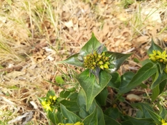 Vincetoxicum hirundinaria